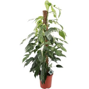 Trendyplants special - Epipremnum Pinnatum Albo Variegata - Kamerplant - Hoogte 115-135 cm - Potmaat Ø24cm