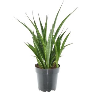 Trendyplants - Sansevieria Kirkii 'Friends' - Kamerplant - 25-45 cm - Potmaat Ø12cm