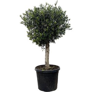 Trendyplants - Olijfboom - Hoogte 170-190 cm - Stamomtrek 30-40 cm - Winterhard - Tuinplant - Potmaat Ø50cm - Olea Lorc