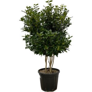 Trendyplants - Ligustrum Texanum - Olijf - Tuinplant - Hoogte 150-170 cm - Potmaat Ø40cm