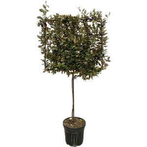 Trendyplants - Elaeagnus Ebbingei boom op rek - Olijfwilg - Tuinplant - Hoogte 215-235 cm - Potmaat Ø40cm