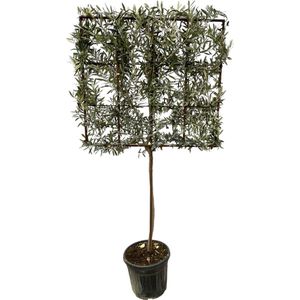 Trendyplants - Olijfboom - Olea Europaea boom op rek - Tuinplant - Hoogte 215-235 cm - Potmaat Ø40cm