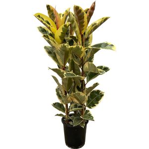 Trendyplants - Ficus Elastica Tineke struik - Rubberboom - Hoogte 150-170 cm - Potmaat Ø28cm