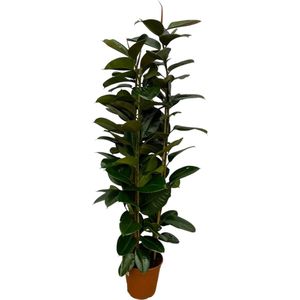 Trendyplants - Ficus Elastica Robusta struik - Rubberboom - Hoogte 160-180 cm - Potmaat Ø27cm