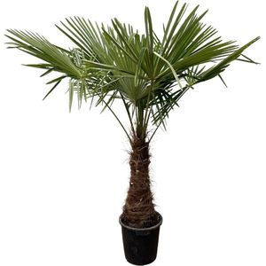Trendyplants - Trachycarpus Fortuneii - Chinese waaierpalm - Hoogte 225-245 cm - Winterhard - Tuinplant - Potmaat Ø45cm