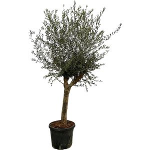 Trendyplants - Olea Lorc - Olijfboom - Stamomtrek 20-30 cm - Winterhard - Hoogte 190-210 cm - Potmaat Ø45cm