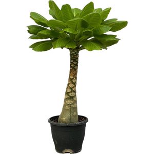 Trendyplants - Brighamia Insignis - Hawaii palm - Kamerplant - Hoogte 20-40 cm - Potmaat Ø12cm