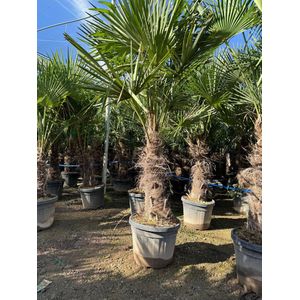 Sunny Tree - Palmboom - Trachycarpus fortunei - Winterharde Palmboom voor buiten - Hoogte: 200 cm