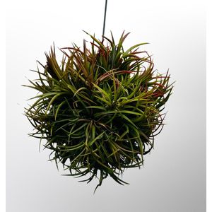 Schitterende cluster Tillandsia Ionantha - hangplant