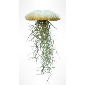Reuze Jellyfish luchtplant. Tillandsia/Spaans mos/makkelijke plant/airplant/hangplant/origineelkado/cadeautip/vaderdag/watgeefik/huiskamer/woonkamer/urbanjungle/stijlvol/groeninhuis/huisdecoratie/interieur/verjaardag/tillansia/lente/zeeegel/pappa