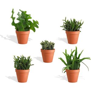 Cactus en vetplanten mix 5,5 cm in terracotta pot | 15 stuks – House of Cactus en vetplanten mix 5,5 cm in terracotta pot | 15 stuks – House of