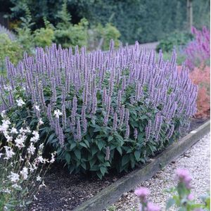 12 x Dropplant / Anijsplant Blauw - Geurende Winterharde Tuinplant - Agastache 'Blue Fortune' in 9x9 pot met hoogte 0-10 cm