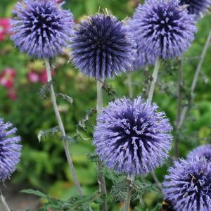 6 x Kogeldistel Blauw|Grijs - Winterharde Tuinplant - Echinops bannaticus Blue Glow in 9x9cm pot met hoogte 5-10cm