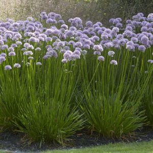 25 x Sierlook / Sierui Summer Beauty - Vaste Plant in Pot - Allium 'Summer Beauty' in 9x9 pot met hoogte 0-10cm