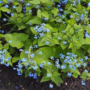 50 x Kaukasisch Vergeet-mij-nietje Blauw - Winterharde Bodembedekker - Brunnera macrophylla in 9x9 pot met hoogte 0-10cm