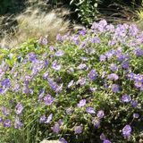 6 x Geranium 'Azure Rush' - Langbloeiende Bodembedekker - Ooievaarsbek in 9x9 pot met hoogte 0-10cm
