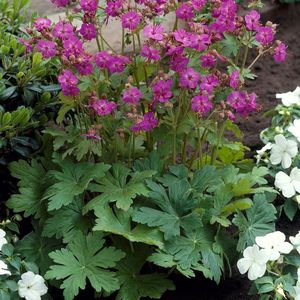 6 x Geranium macrorrhizum - Ooievaarsbek Roze/Rood - Bodembedekker in 9x9 pot met hoogte 0-10cm