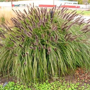 6 x Lampenpoetsersgras Zwarte Pluim - Siergras Winterhard - Pennisetum alopecuroides 'Black Beauty' in 9x9cm pot met hoogte 5-10cm