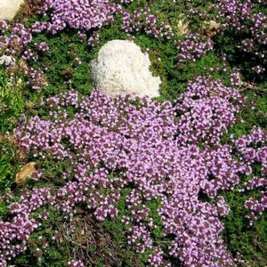 12 x Kruiptijm of Kruipend Tijm Roze|Paars - Bodembedekker Wintergroen - Thymus praecox 'Minor' in 9x9 pot met hoogte 0-10cm