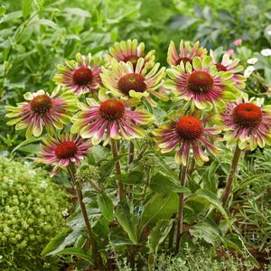 12 x Zonnehoed Groen|Rood - Vaste Plant Winterhard - Echinacea purpurea 'Green Twister' in 9x9 pot met hoogte 0-10cm