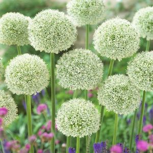 4 x Sierui White Giant Wit - Bloembollen in pot - Voorjaarsbloeier - Allium 'White Giant' in C4(liter) pot met hoogte 0-50cm