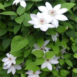 8 x Witte Clematis 'Miss Bateman' - Bosrank Wit - Winterharde Bloeiende Klimplant in C2(liter) pot met hoogte 50-60cm