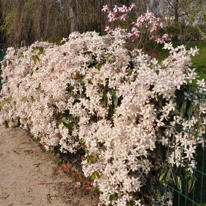 4 x Wintergroene Clematis Apple Blossom Roze|Wit - Groenblijvende Bosrank - Bloeiende Klimplant - Clematis armandii 'Apple Blossom' in C2(liter) pot met hoogte 50-60cm