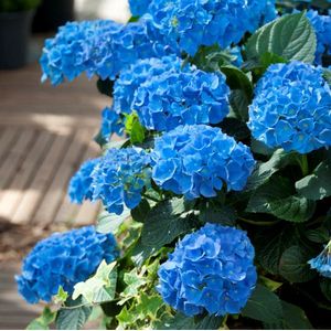 8 x Blauwe Boerenhortensia - Hortensia Winterhard - Hydrangea macrophylla 'Nikko Blue' C2(liter) pot met hoogte 10-30cm