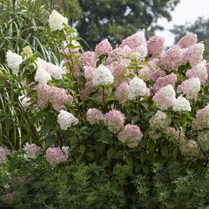 12 x Pluimhortensia Roze|Wit - Winterharde Hortensia - Hydrangea paniculata 'Vanille Fraise' in C3(liter) pot met hoogte 30-50cm