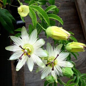 4 x Passiebloem Wit - Winterharde Klimplant - Passiflora caerulea 'Constance Elliot' in C2(liter)pot met hoogte 50-60cm