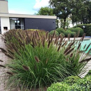 8 x Lampenpoetsersgras Zwarte Pluim XL - Siergras Winterhard - Pennisetum alopecuroides 'Black Alvernee' in C3(liter) pot met hoogte 20-30cm