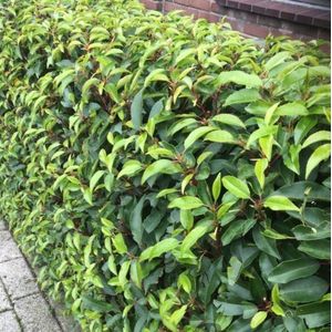 8 x Portugese Laurier - Laurhaag Wintergroen - Prunus lusitanica 'Angustifolia' in C2(liter) pot met hoogte 30-40cm