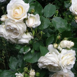 12 x Witte Trosroos - Rozen als Borderplanten Winterhard - Rosa the Fairy 'White' in C1.5(liter) pot met hoogte 10-20cm