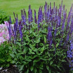 4 x Salie Caradonna XL Paars|Blauw - Tuinplanten Winterhard - Salvia nemorosa 'Caradonna' in C2(liter) pot met hoogte 0-50cm