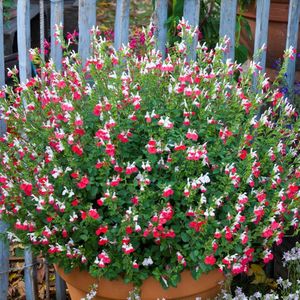 12 x Salie Hot Lips XL Rood|Roze|Wit - Winterharde Tuinplant Wintergroen - Salvia microphylla 'Hot Lips' in C2(liter) pot met hoogte 10-30cm