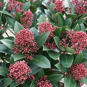 4 x Skimmia japonica Rubella Rood|Wit - Sierheester Wintergroene Struik in C2(liter) pot met hoogte 20-30cm