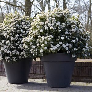 4 x Viburnum tinus Wit - Sneeuwbal - Sierheester - Wintergroene Struik in C3(liter) pot met hoogte 30-50cm