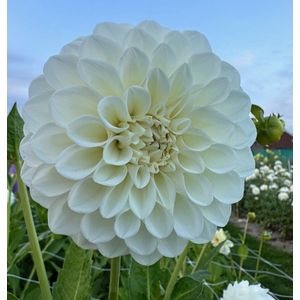 Bulbs by Brenda - Dahlia Boom Boom White - 1 stuk - dahlia knollen