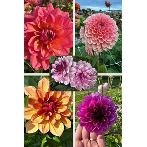 Bulbs4you - Dahlia Collectie Evie 5 stuks - dahlia knollen