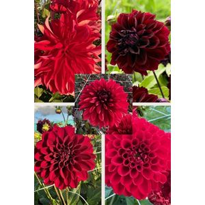 Bulbs4you - Dahlia Collectie Red 6 stuks - dahlia knollen
