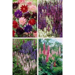 Bulbs by Brenda - Bijen en vlinder vaste planten pakket gemengde kleuren - 14 stuks - 4 soorten - akelei - lupine - veronica - salvia