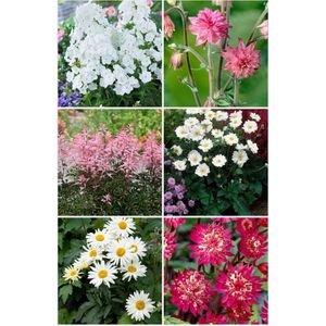 Bulbs by Brenda - Bijen en vlinder vaste planten pakket roze/wit - 14 stuks - 6 soorten - phlox - Akelei - astrantia - anemone - astilbe - leucanthemum
