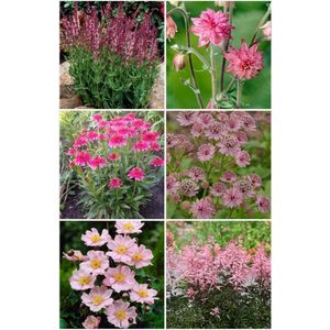 Bulbs by Brenda - Bijen en vlinder vaste planten pakket roze - 10 stuks - 6 soorten - anemone - akelei - astilbe - astrantia - zonnehoed - salvia