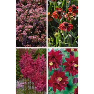 Bulbs by Brenda - Bijen en vlinder vaste planten pakket rood - 8 stuks - 4 soorten - akelei - astilbe - helenium - sedum