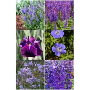 Bulbs by Brenda - Bijen en vlinder vaste planten pakket blauw - 6 stuks - 6 soorten - agapanthus - delphinium - geranium - iris - salvia - veronica