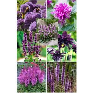 Bulbs by Brenda - Bijen en vlinder vaste planten pakket paars - 9 stuks - 5 soorten - allium - astilbe - stachys - liatris - monarda