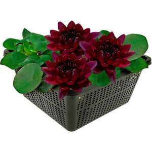 vdvelde.com - Donkerrode Waterlelie - Nymphaea Black Princess - Vijverplant - vdvelde.com - Nymphaea, Waterlelies, Waterlelie, Winterharde waterlelie, Vijverplanten, Waterplanten,  - Grote waterlelie
- Volgroeide hoogte: 10 cm
- Plaatsing: -10 tot -100 cm