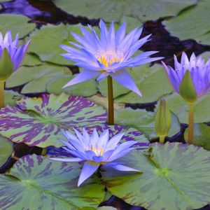 vdvelde.com - Winterharde Blauwe Waterlelie + 4 Lotussen - Combi - 5 planten - Plaatsing: -20 tot -40 cm