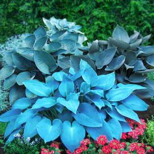 HGJKYTFCDG) - Koop winterharde Funkies - Funkia wortelstokken - Hosta kopen - Echte funkies met wortelstokken, ideaal om voor je tuin te kopen - 4 stuks-B