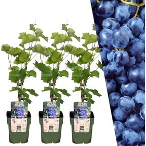 Vitis vinifera - blauwe druiven plant - biologisch 210-220cm kopen? |  Korting tot 18% | beslist.nl